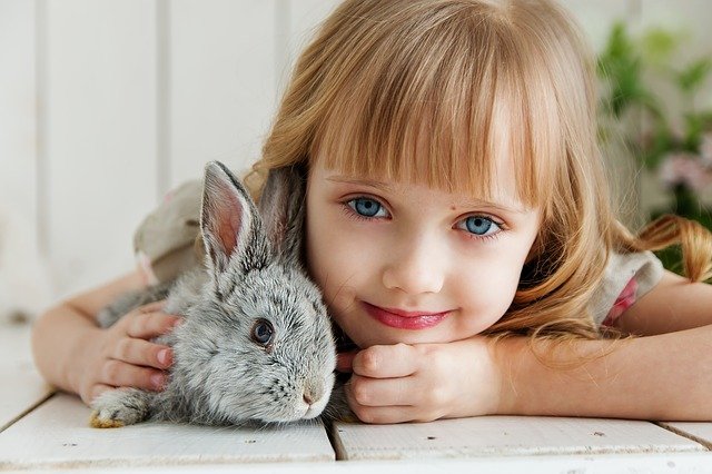 rabbit-gc2b5cde83_640